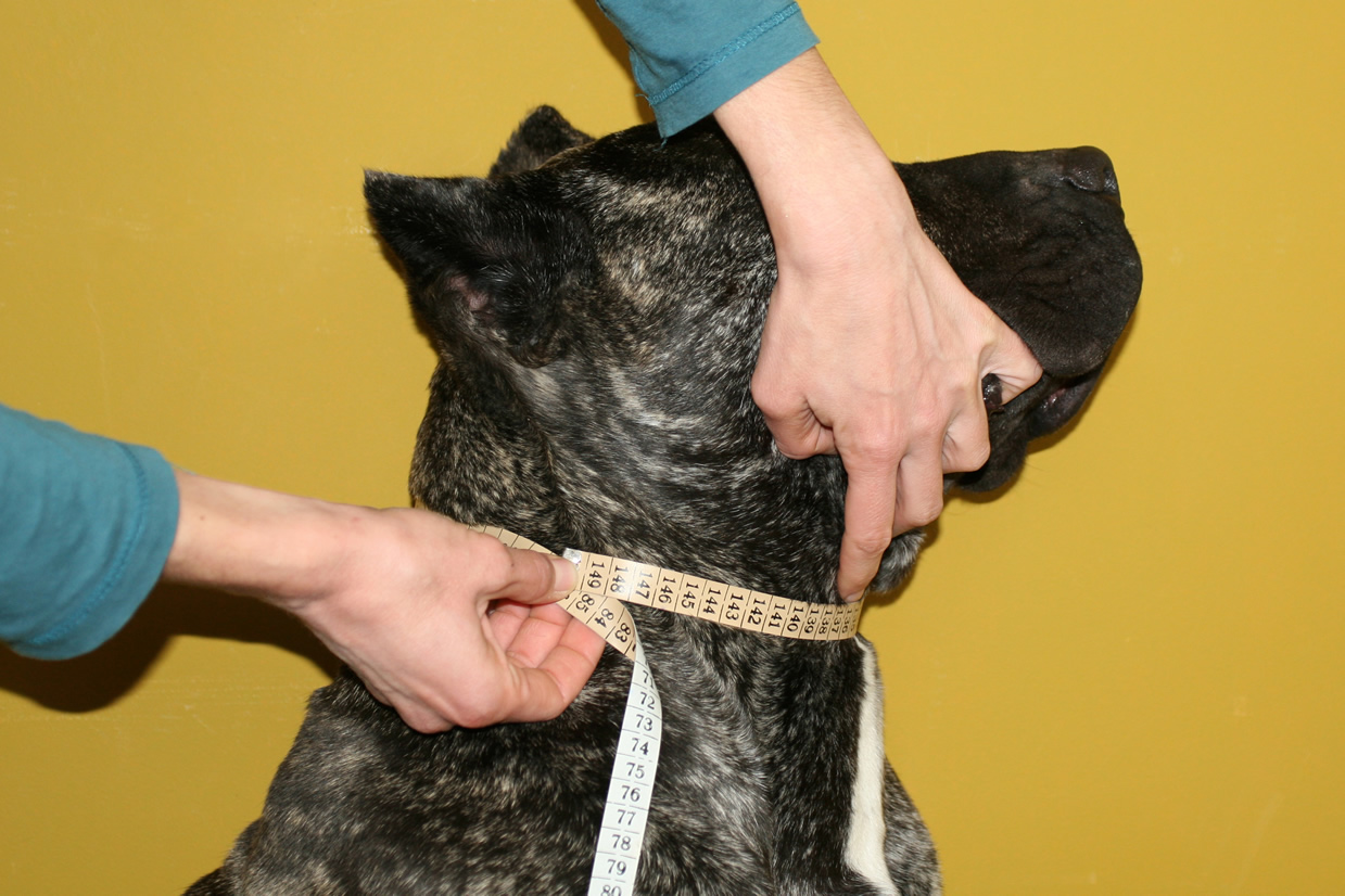 Measuring your dog Handmade dog collars