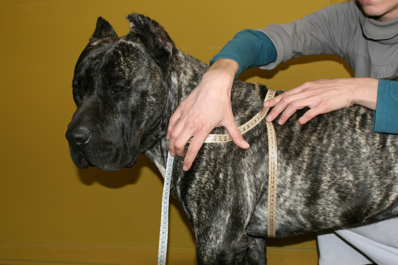 Measuring your dog Handmade dog collars