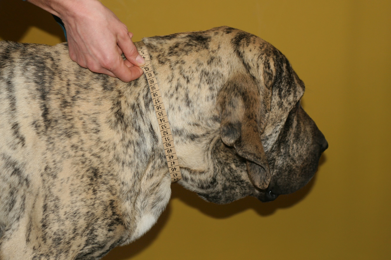 Measuring your dog Handmade dog collars
